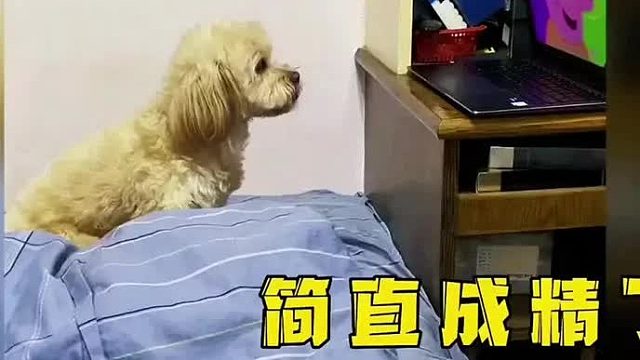 它是全网活的最像人的狗 (1)