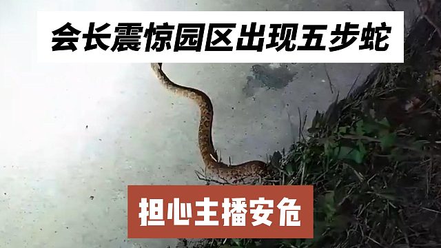 会长震惊园区出现五步蛇，担心主播安危