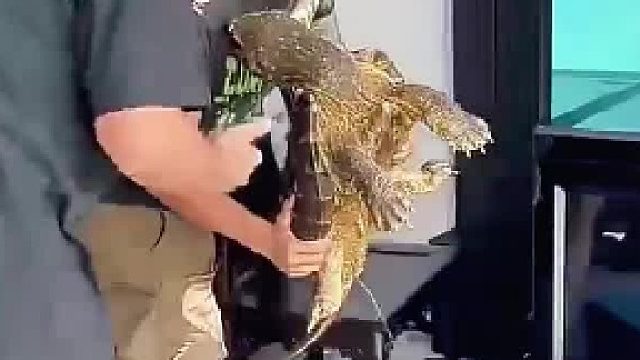 鳄龟是凶猛的外来物种，不能掉以轻心啊！