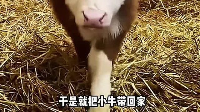 国家一级动物白肢野牛