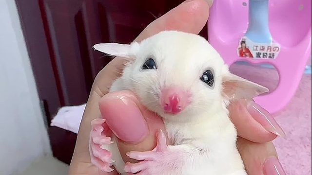 这是被同伴催眠了吗