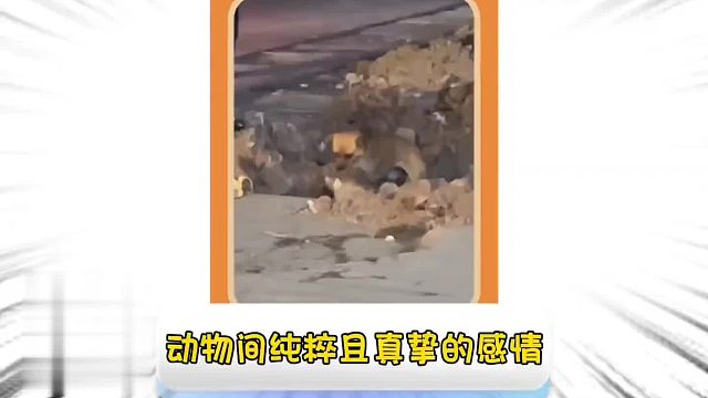 第一百六十八集_动物纯粹真挚的感情