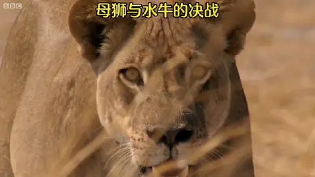 狮群狩猎水牛，狮子战水牛，没想到被水牛各个击破