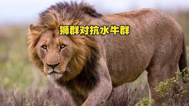 狮群狩猎水牛遭遇几百头水牛反击，双方随即展开实力较量