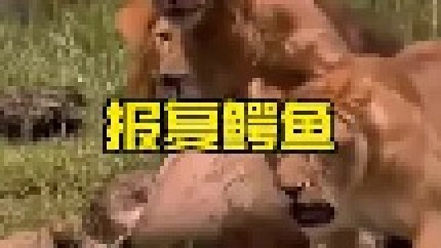 狮群围攻暴揍大鳄鱼