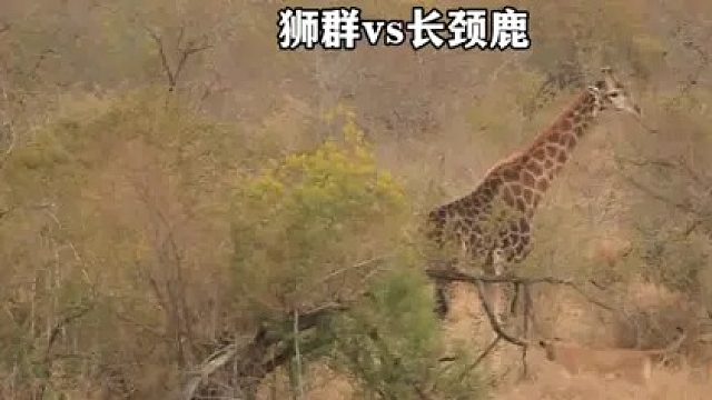 狮群围攻成年长颈鹿，屡屡尝试不成就想拉鬣狗入伙