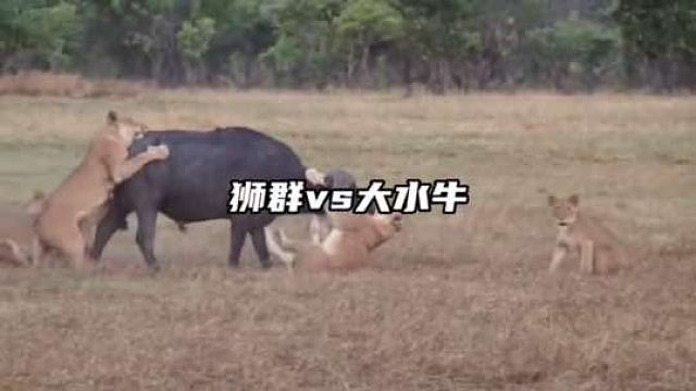 狮群与大水牛的较量