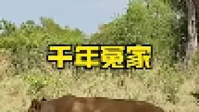 狮群与非洲水牛的恩怨冲突