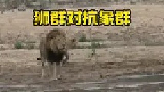 狮群与象群针锋相对
