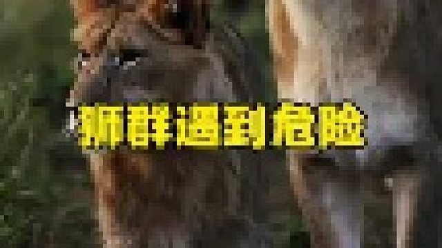 狮群在休息途中遇到突发情况，一群更为强悍的对手与它们正面相遇了