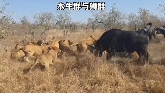 狮群准备吃牛肉，一群水牛就走了过来，双方剑拔弩张