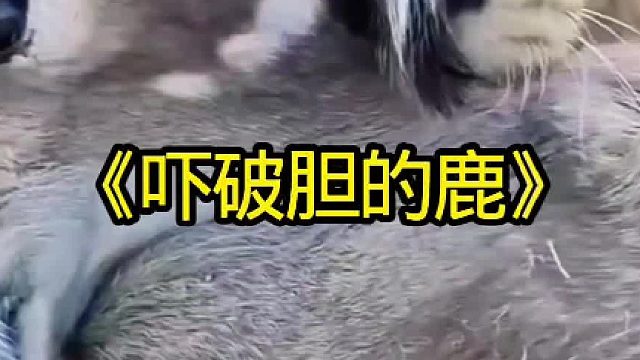 鹿被狮群吓破了胆