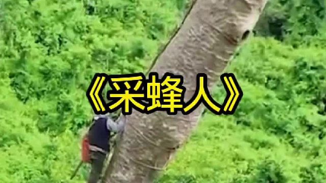 采蜂人