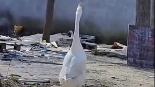 女子抱怨家中公鵝，老纏著自家丈夫要親昵貼貼！