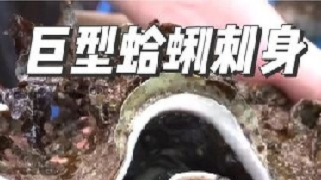 被称为海洋里“大熊猫”的海贝