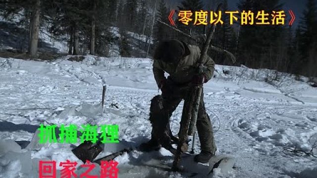 零度以下的生活121：抓捕海狸，回家之路