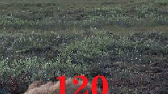 零度以下的生活120：神枪手诞生，狩猎狼獾