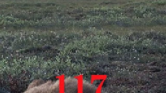 零度以下的生活117：狼王的挑衅