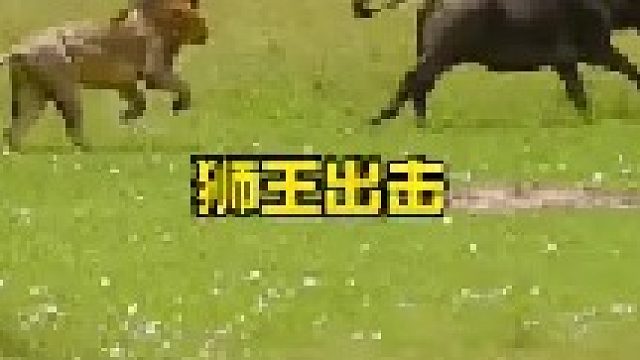 狮王霸气出击放倒巨型对手