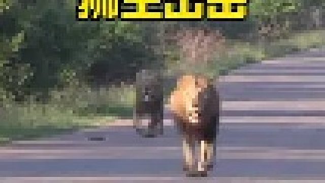 狮王出击的精彩场面，Mo Mo遇见同城陌生美女