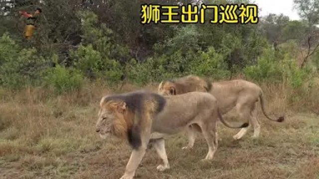 狮王出门巡视领地，威武霸气的雄狮