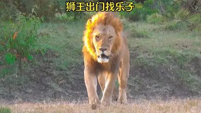 狮王出门找乐子，雄狮的日常巡视