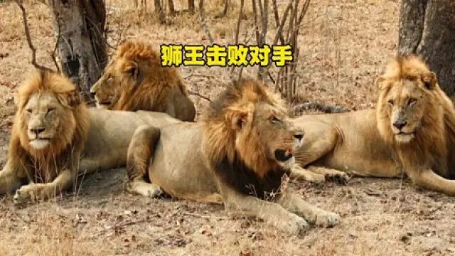 狮王的领地遇到了流浪雄狮入侵，随即用实力霸气维护权益