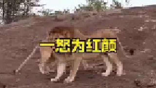 狮王对兄弟发起惩戒行动