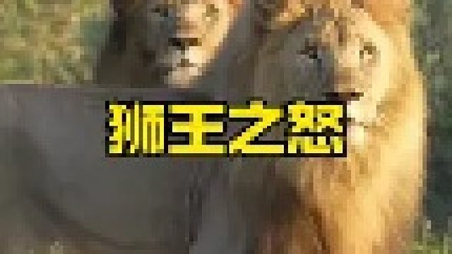 狮王发现入侵者后的强烈反应