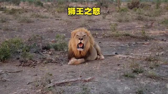 狮王发现入侵者之后不断警告，却不料对方实力雄厚以至自己败北