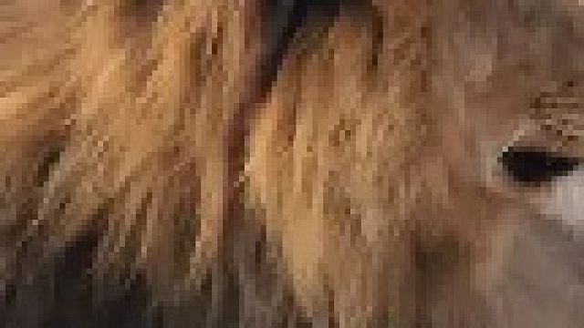 狮王发现族群中有入侵雄狮，随即带领成员发起围攻行动