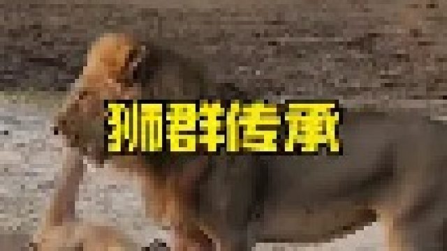 狮王愤怒攻击亚成年雄狮