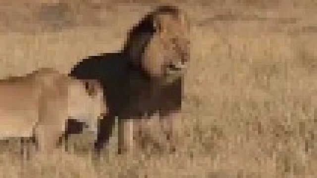 狮王愤怒驱赶亚成年雄狮