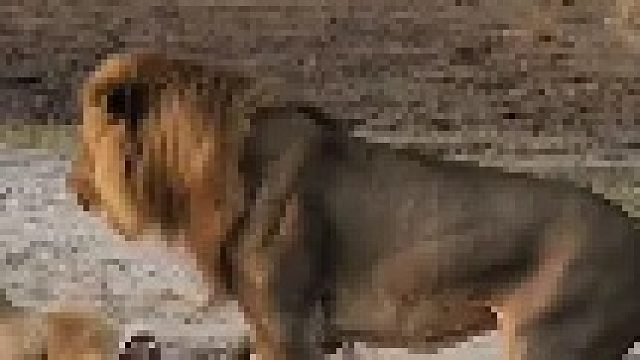 狮王愤怒驱赶自己的孩子