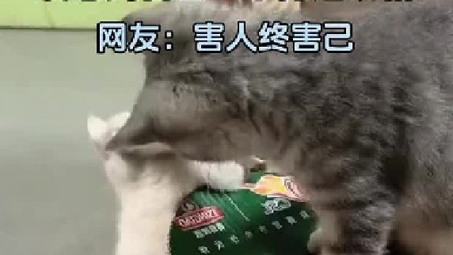 花猫堵纸箱想困白猫，不料反被纸箱“吞”了进去。