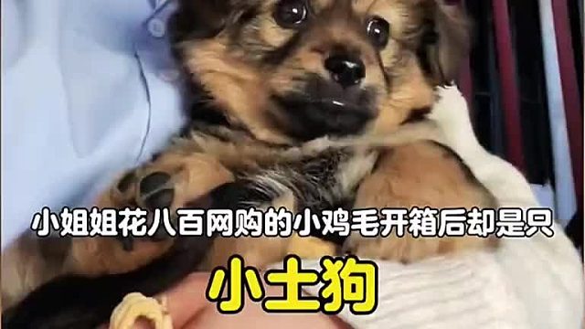 小姐姐花八百网购的小鸡毛开箱后却是只小士狗