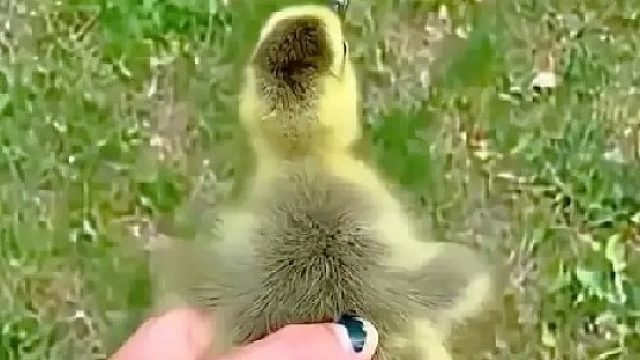 女孩在湖边意外捡到一只落单的小天鹅，没想到长大后如此洁白优雅