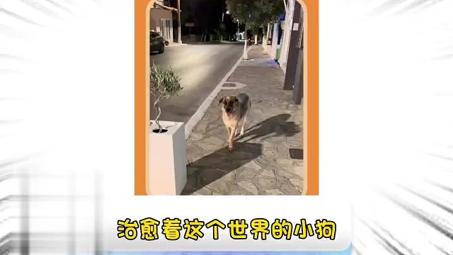 第一百五十八集_治愈着这个世界的小狗