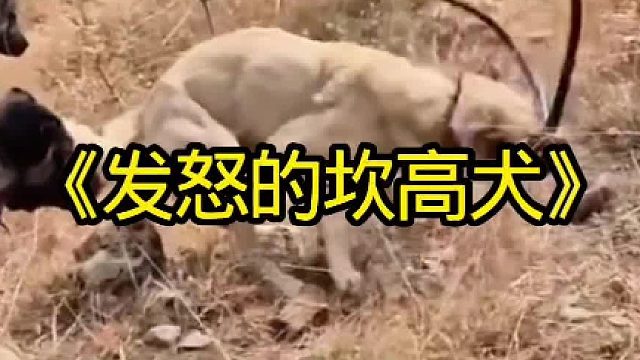 发怒的坎高犬斩获野狼