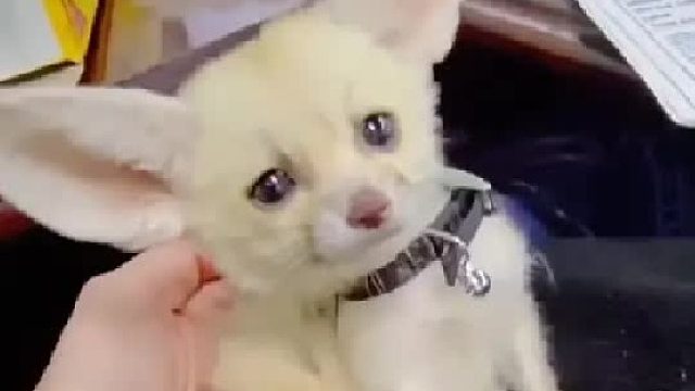 女孩在散步时发现一只奇怪的小野猫，没想到它长大后耳朵比身体长