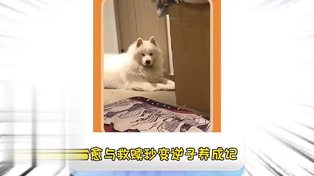 第一百五十五集_逆子成长记