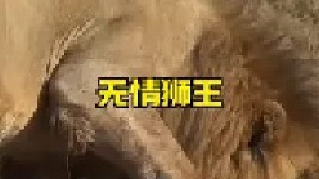 狮王攻击母狮令其受重伤
