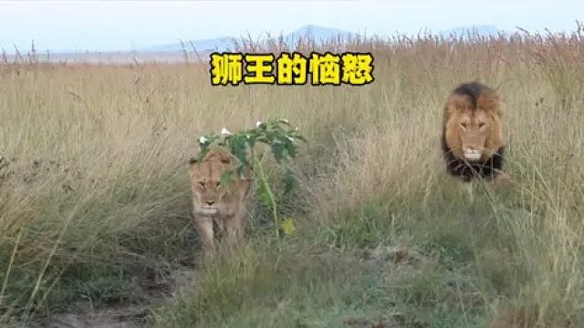 狮王和母狮遇到强大对手拦路