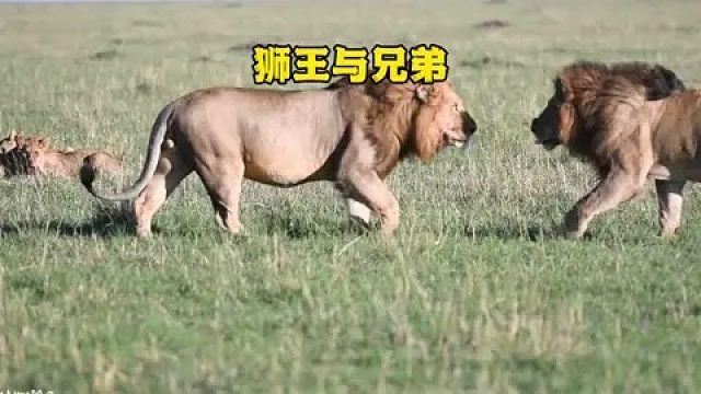 狮王和他的兄弟一起开疆拓土保卫领地
