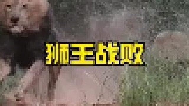 狮王领地遭到两头雄狮入侵，狮王力战不敌伤痕累累最终倒下