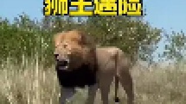 狮王领地遭到两头雄狮入侵