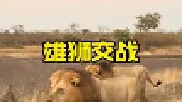 狮王领地遭到入侵从而引发战斗