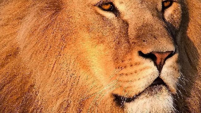 狮王落魄遭三头流浪雄狮围攻，真的是太凄凉了