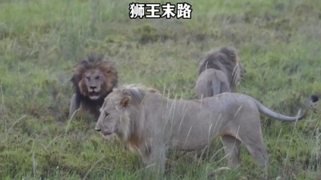 狮王末路，三头雄狮攻击老狮王