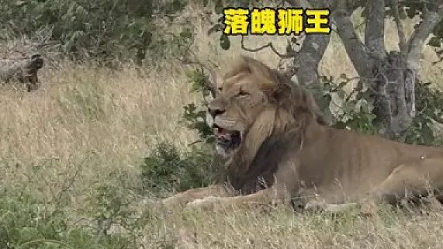 狮王穷途末路，先后遭到草原自助餐的挑衅